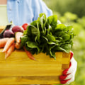 The Top 10 Reasons Why You Should Incorporate Organic Food into Your Diet