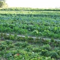 The Future of Farming: The Benefits and Principles of Organic Agriculture