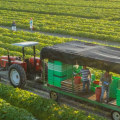 The High Costs and Environmental Impact of Organic Farming: A Comprehensive Analysis