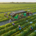 The Truth About Organic Farming: Debunking the Risk Stereotype