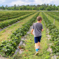 Discover The Best Organic Farming Examples For Sustainable Agriculture