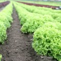 The High Costs and Other Disadvantages of Organic Farming