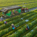 The Profitability of Organic Farming: An Expert's Perspective