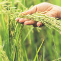 The Benefits and Disadvantages of Organic Farming: An Expert Perspective