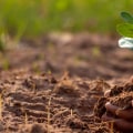 The Truth About Organic Farming: Separating Fact from Fiction