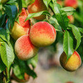 Transform Your Health With The Organic Freestone Peaches Fruit Subscription Delivery Plan