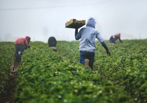 What is Harvesting? Understanding the Timely Process of Crop Collection and Its Vital Role in Ensuring Food Security