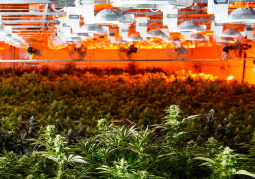 Frosted Kush Seeds: Where to Buy and What to Look For