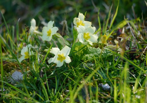Discover the First Flowers of Spring: How to Spot and Celebrate the First Signs of Life as Nature Awakens