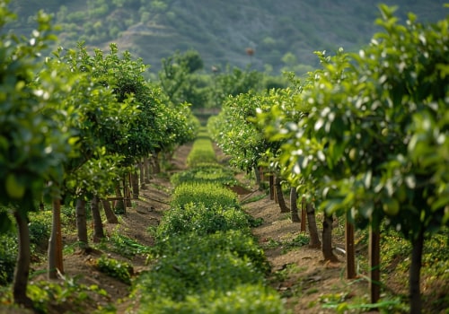 What Is an Orchard? Origins, Importance & How Orchards Work Today