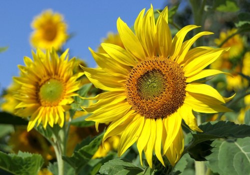 Are Sunflowers Perennials or Annuals? Learn Their Growth Secrets & Care Tips