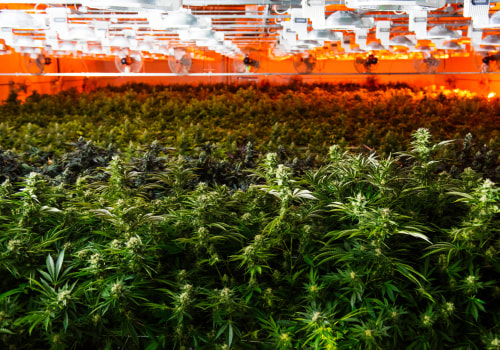 woman in a kush farm with a loptop studying cannabis