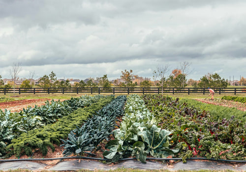 Modern Guide to Ranch vs Farm vs Homestead Choices