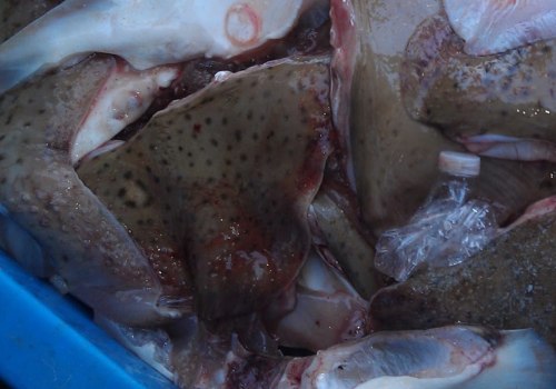 How To Identify High-Quality Skate Fish Before Buying